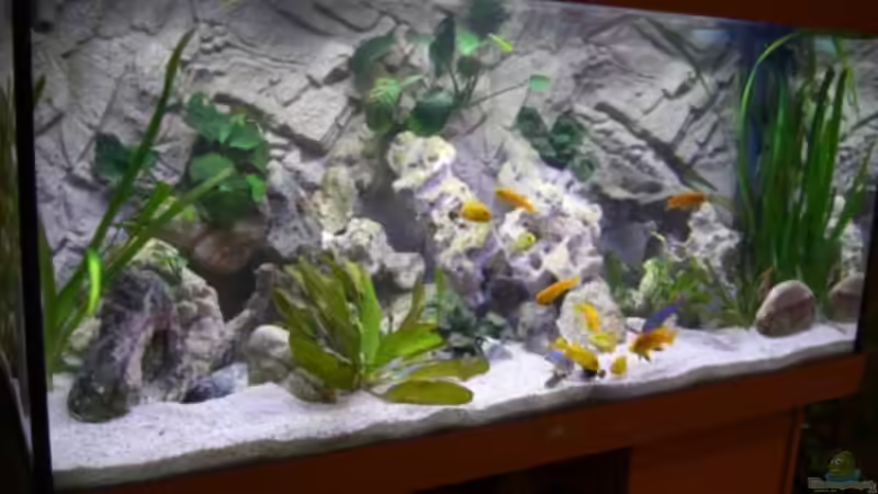 Aquarium Becken 5110 von maggo 28 (9)