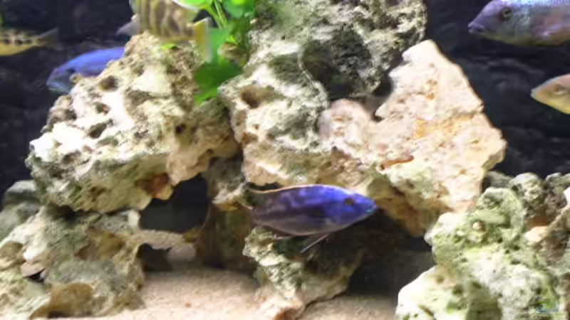 Aquarium Becken 512 von Fred Wieber (3)