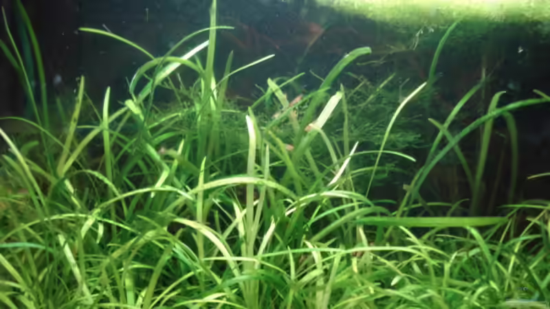 Aquarium Becken 5127 von Markus Rausch (2)