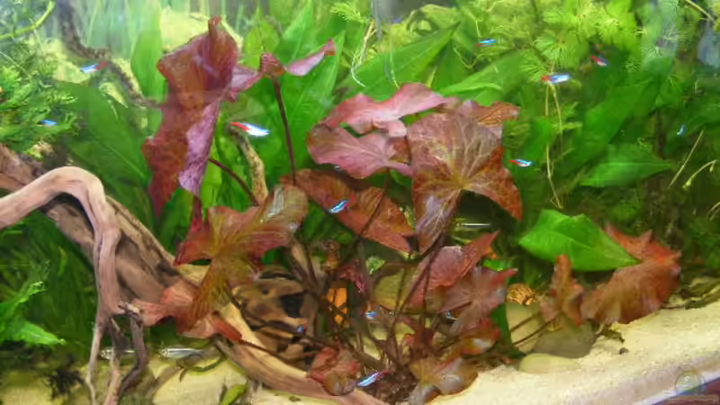 Aquarium Becken 5133 von Adamov (13)