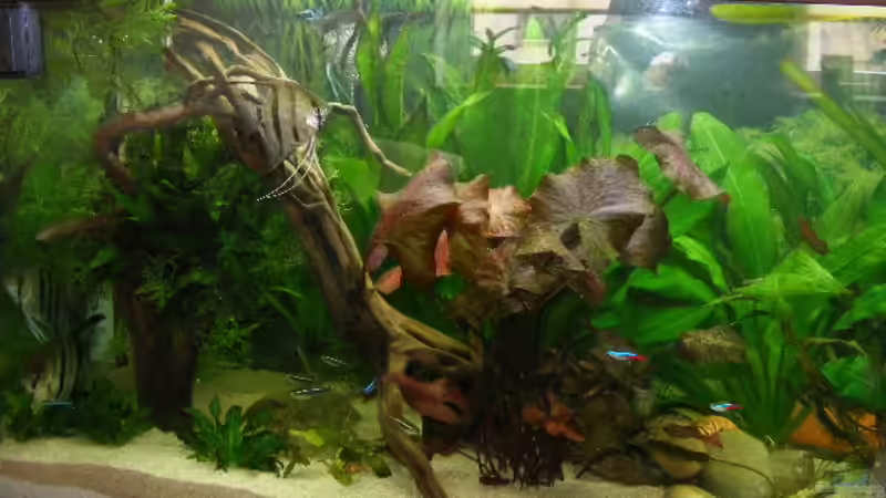 Aquarium Becken 5133 von Adamov (14)