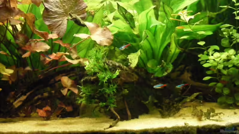 Aquarium Becken 5133 von Adamov (16)