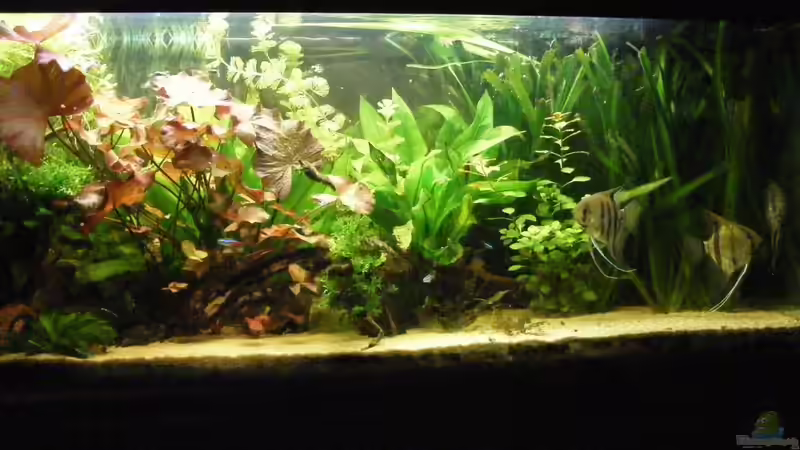 Aquarium Becken 5133 von Adamov (17)