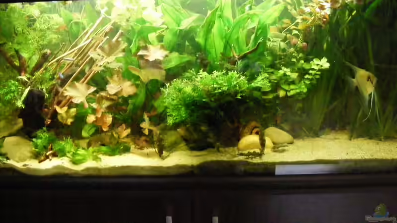 Aquarium Becken 5133 von Adamov (20)