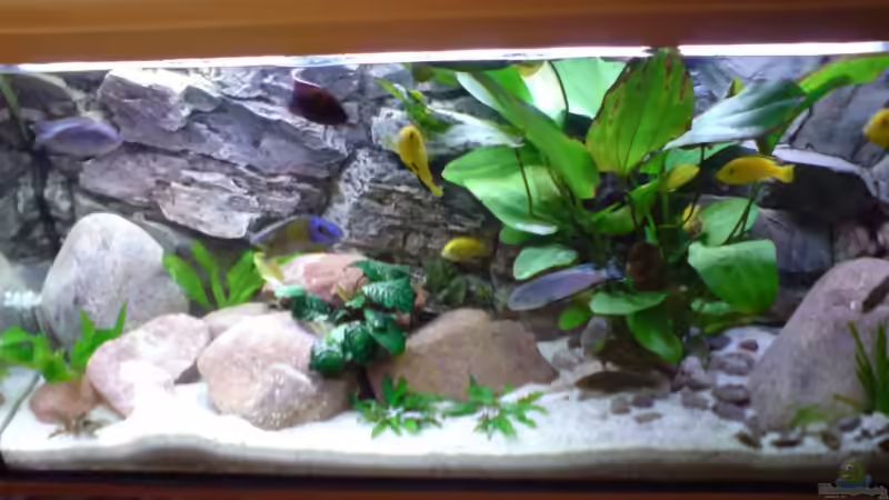 Aquarium Becken 5146 von Astralo (2)