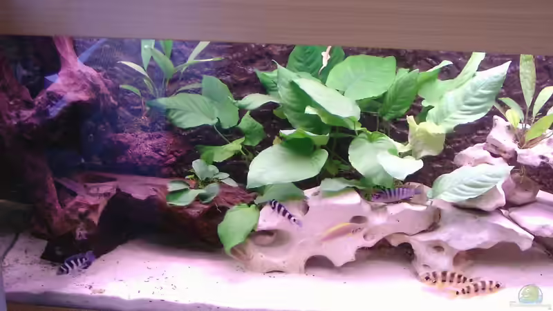 Aquarium Becken 515 von Marc Weise (2)