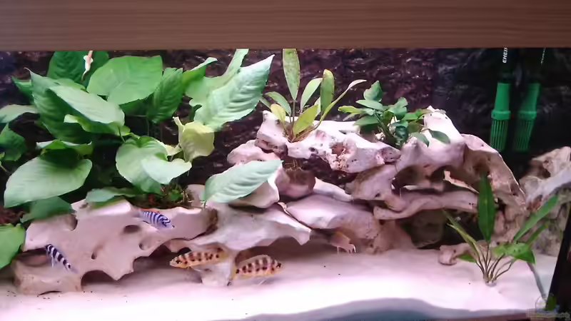 Aquarium Becken 515 von Marc Weise (3)