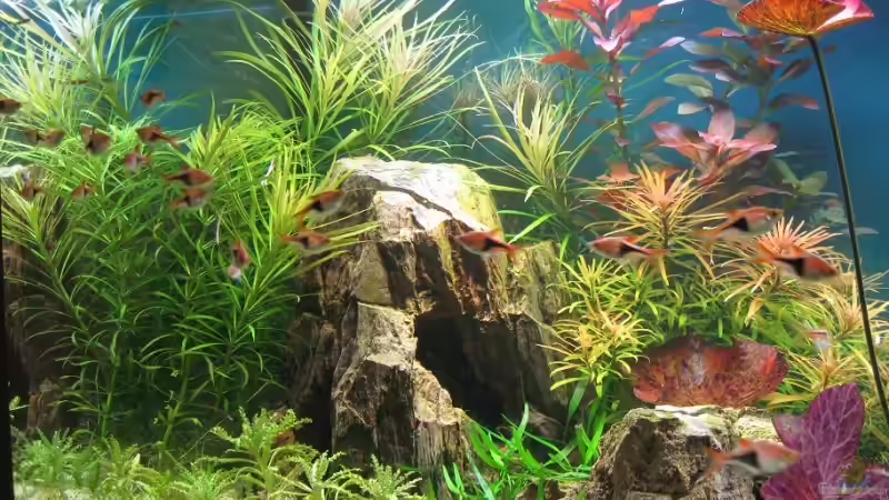 Aquarium Becken 5154 von Sebastian Seiler (4)