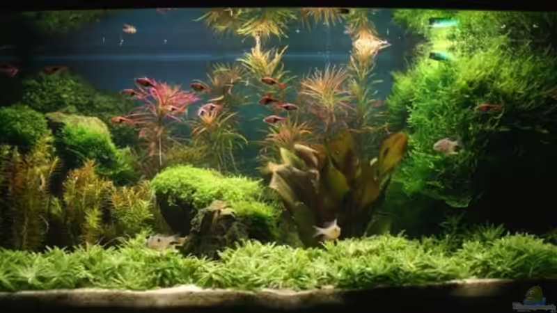 Aquarium Becken 5154 von Sebastian Seiler (6)