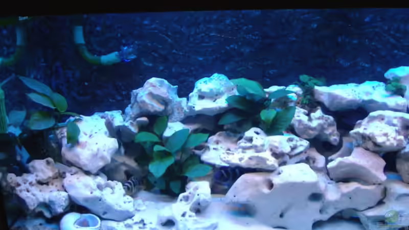 Aquarium Becken 516 von Manuela Schmidt & Marc Weise (2)