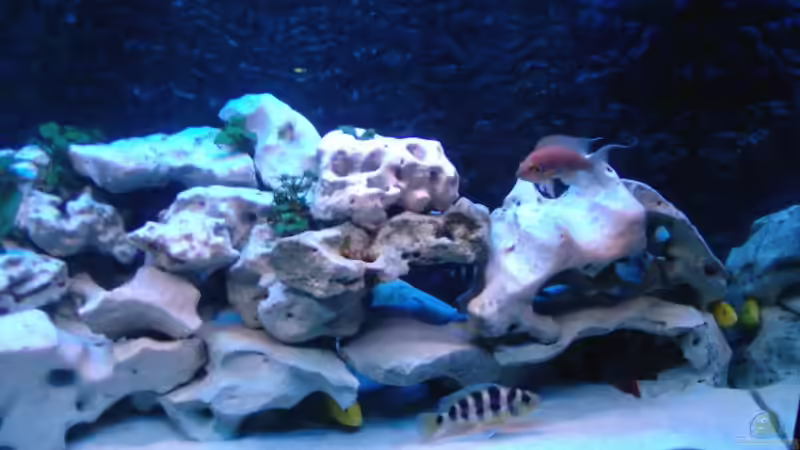 Aquarium Becken 516 von Manuela Schmidt & Marc Weise (3)