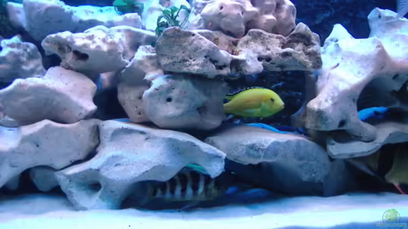 Aquarium Becken 516 von Manuela Schmidt & Marc Weise (4)