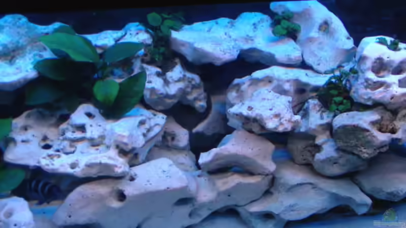 Aquarium Becken 516 von Manuela Schmidt & Marc Weise (6)