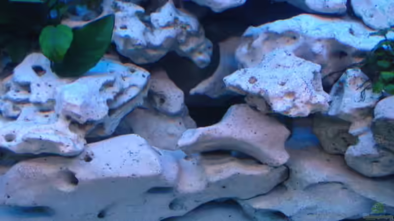 Aquarium Becken 516 von Manuela Schmidt & Marc Weise (7)