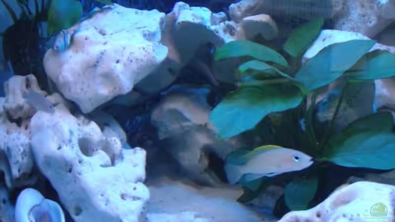 Aquarium Becken 516 von Manuela Schmidt & Marc Weise (8)