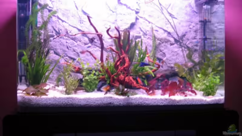 Aquarium Becken 5173 von Maik Gisselmann (2)