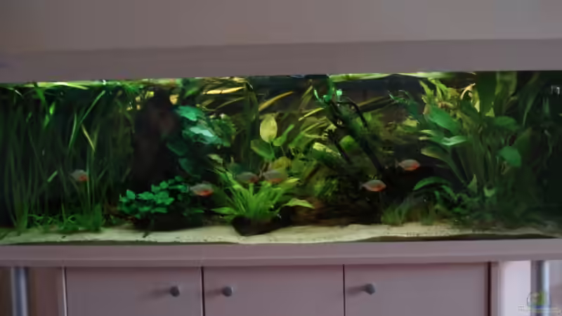 Aquarium Becken 5206 von Crenii (2)