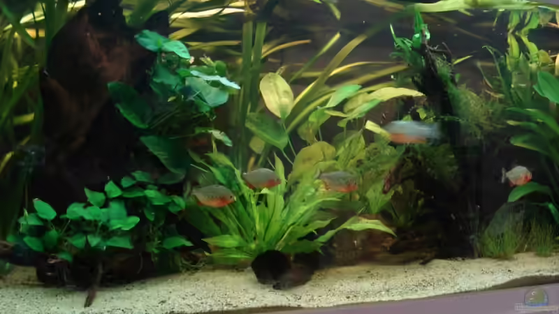 Aquarium Becken 5206 von Crenii (3)