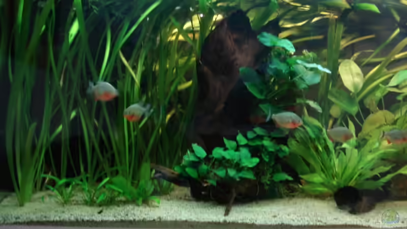 Aquarium Becken 5206 von Crenii (4)