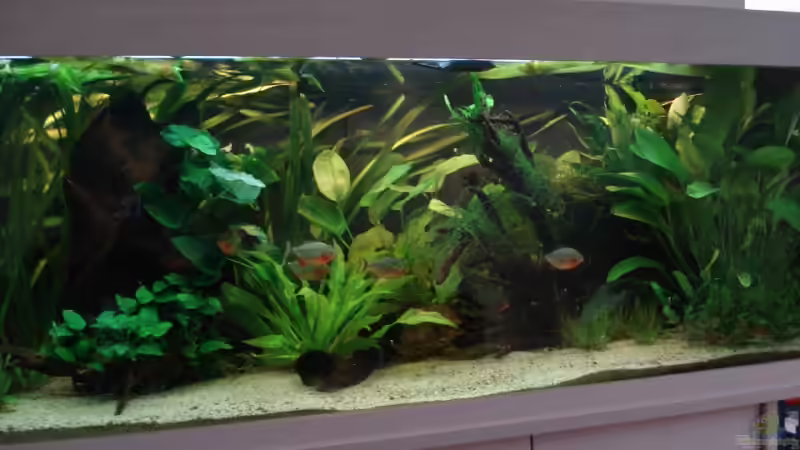 Aquarium Becken 5206 von Crenii (5)