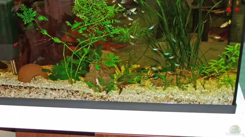 Aquarium Becken 5234 von Martin Bagar (2)