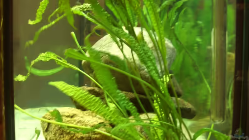 Aquarium Becken 5250 von various77 (4)