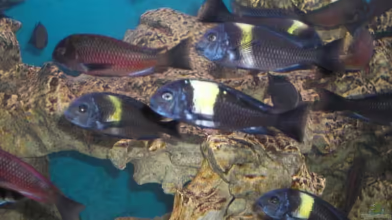 Aquarium Becken 5265 von Oliver Schulte (2)