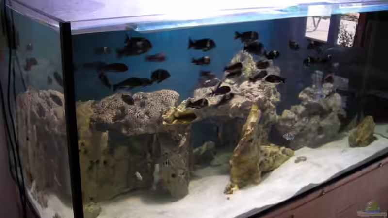 Aquarium Becken 5265 von Oliver Schulte (3)