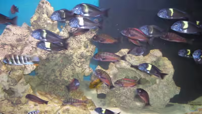 Aquarium Becken 5265 von Oliver Schulte (5)