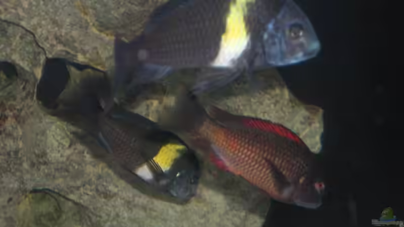 Aquarium Becken 5265 von Oliver Schulte (7)