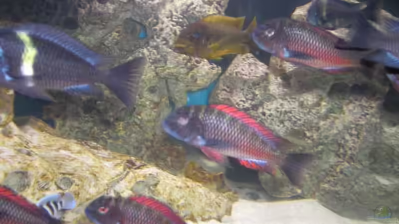 Aquarium Becken 5265 von Oliver Schulte (8)