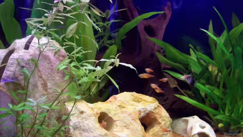 Aquarium Becken 5272 von Andreas Schneider (2)