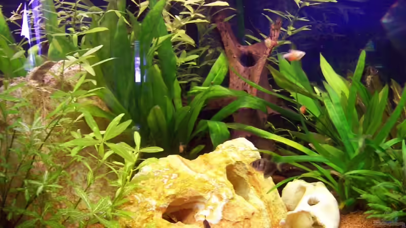 Aquarium Becken 5272 von Andreas Schneider (3)