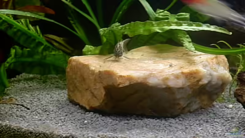 Aquarium Becken 5274 von Matthias Schuster (2)