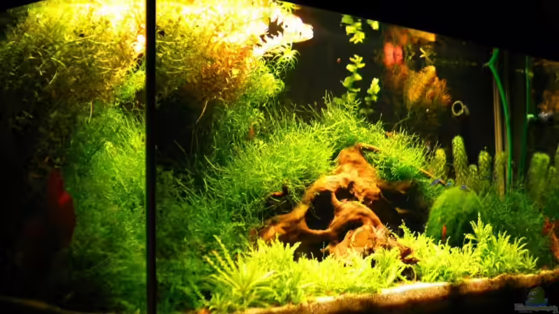 Aquarium Becken 5277 von Jürgen Bolz (2)