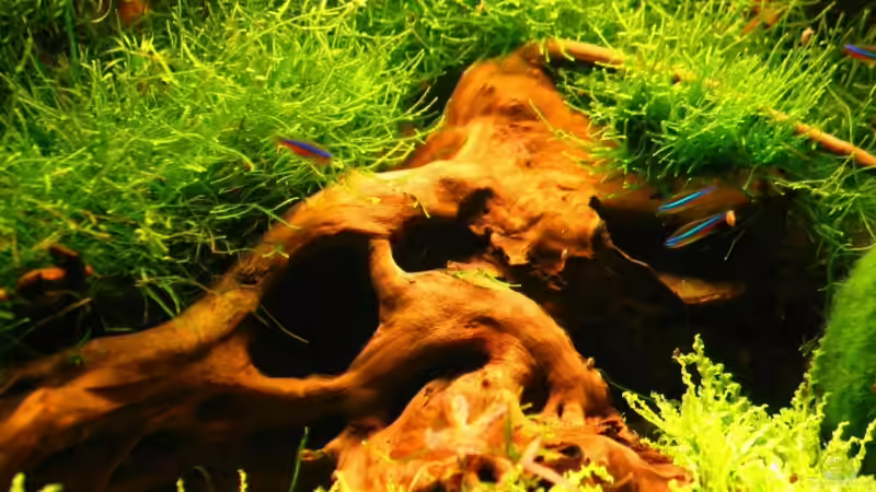 Aquarium Becken 5277 von Jürgen Bolz (3)