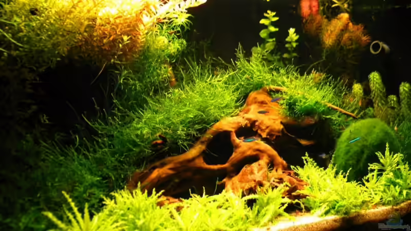 Aquarium Becken 5277 von Jürgen Bolz (5)