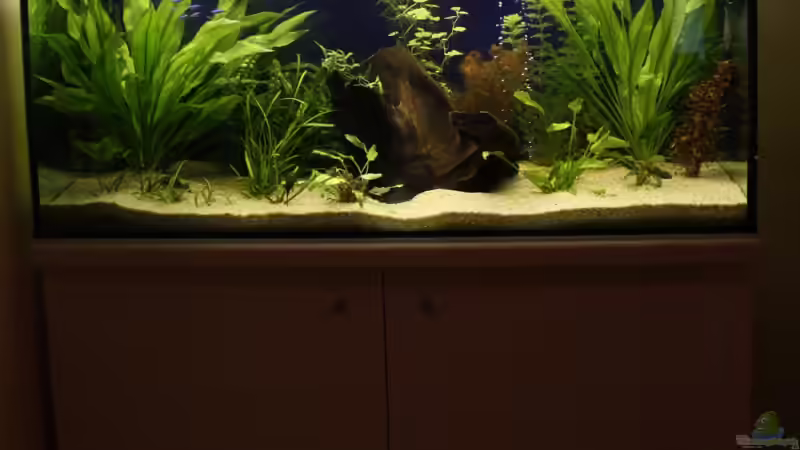 Aquarium Becken 5286 von Freddy (2)