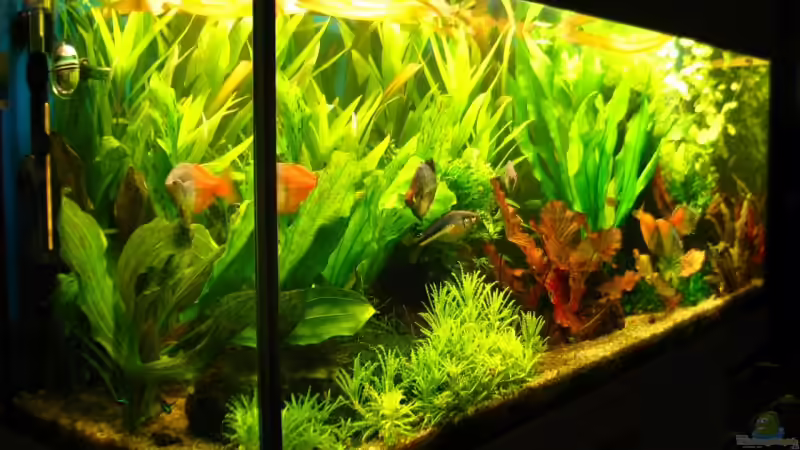 Aquarium Becken 5310 von Jürgen Bolz (2)