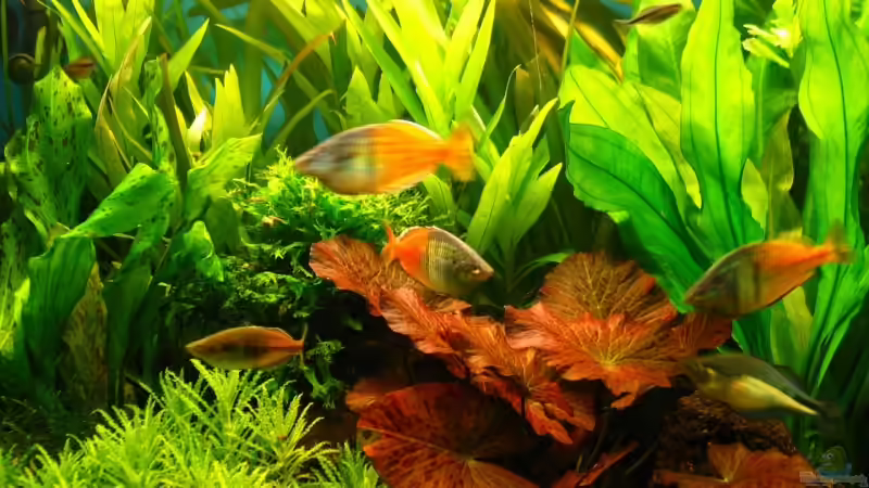 Aquarium Becken 5310 von Jürgen Bolz (3)