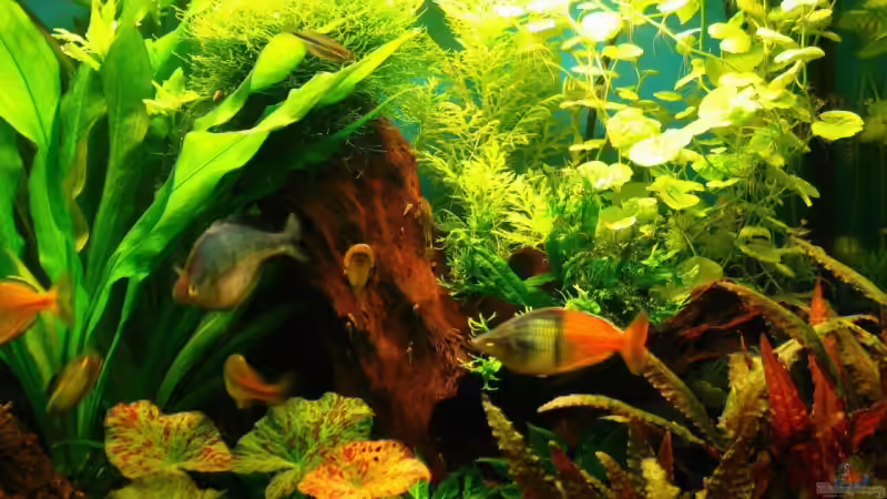 Aquarium Becken 5310 von Jürgen Bolz (4)