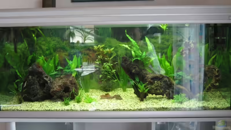 Aquarium Becken 5317 von Bernd Willikonsky (2)