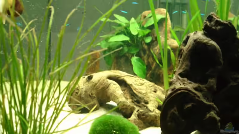 Aquarium Becken 5318 von Katrin Günther (3)