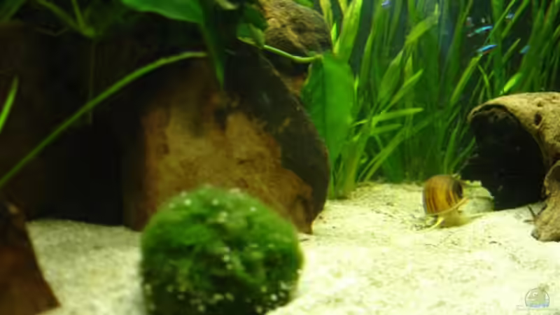 Aquarium Becken 5318 von Katrin Günther (4)