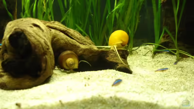 Aquarium Becken 5318 von Katrin Günther (5)