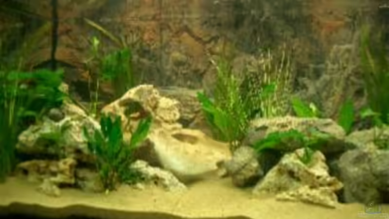 Aquarium Becken 532 von Frank Blessing (2)