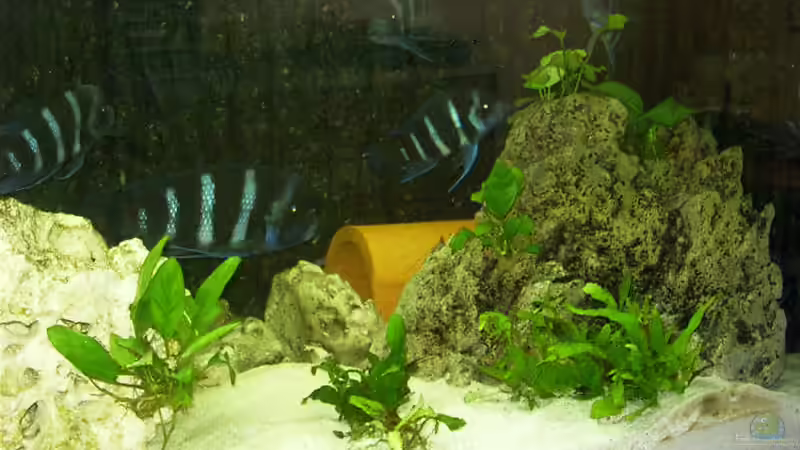 Aquarium Becken 533 von Daniel Hieber (3)