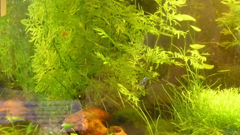 Aquarium Becken 5339 von Christian Berger (3)