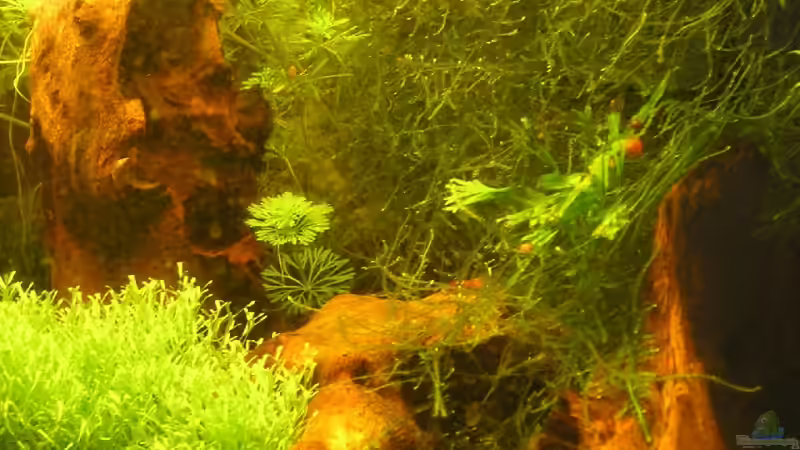 Aquarium Becken 5339 von Christian Berger (4)