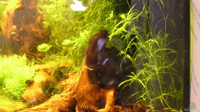 Aquarium Becken 5339 von Christian Berger (5)